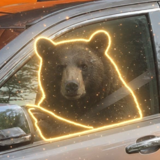 Bear Behind Wheel logo