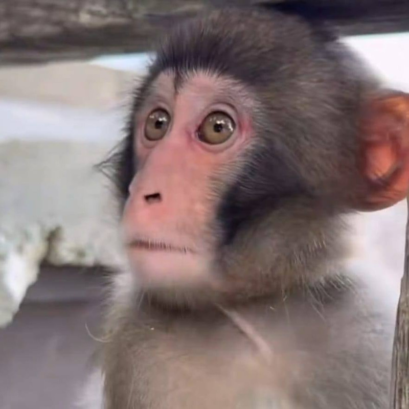 DAN 