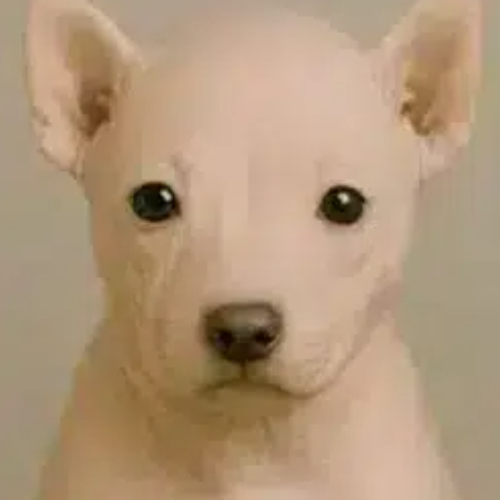 rawdog