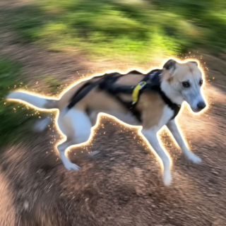 The Mental Health Dog logo