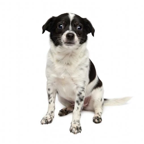 dogcoin