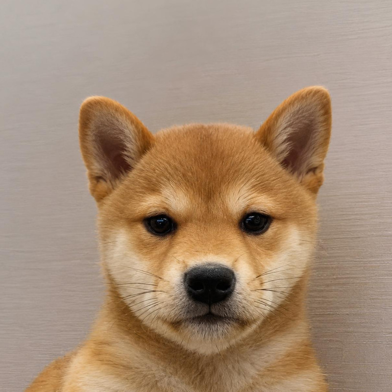 Achi