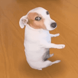 SDOG